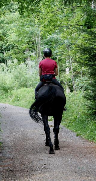 Horse Trekking Tauranga, New Zealand