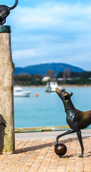 Tauranga Family Attractions, Hairy McCleary