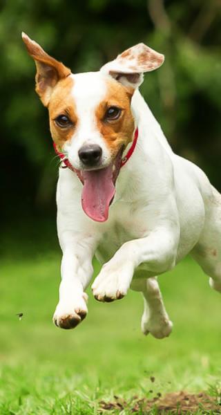 Tauranga Veterinary Services & Supplies