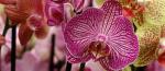 Tauranga Orchid Show