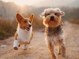 Boarding Kennels & Cattery Tauranga