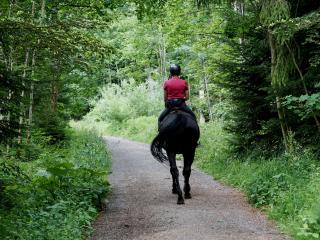 Horse Trekking Tauranga, New Zealand