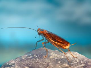Pest Control Tauranga