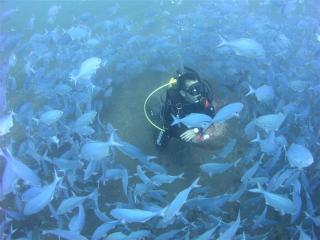 Diving in Tauranga, New Zealand