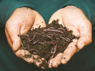 Worm Farming Tauranga