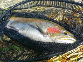 Fish on A Fly, Catch of the Day Taupo
