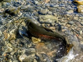 Fishing Tributaries, Bay of Plenty