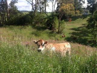 Rolling Hills Country Stay B&B