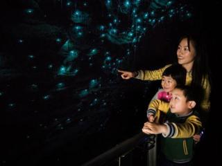 Waitomo Tours