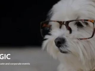 Dog Logic Show
