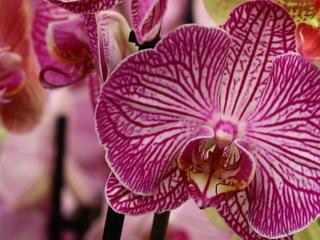 Tauranga Orchid Show