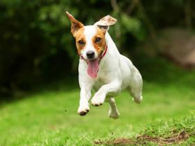 Tauranga SPCA