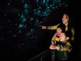 Waitomo Tours